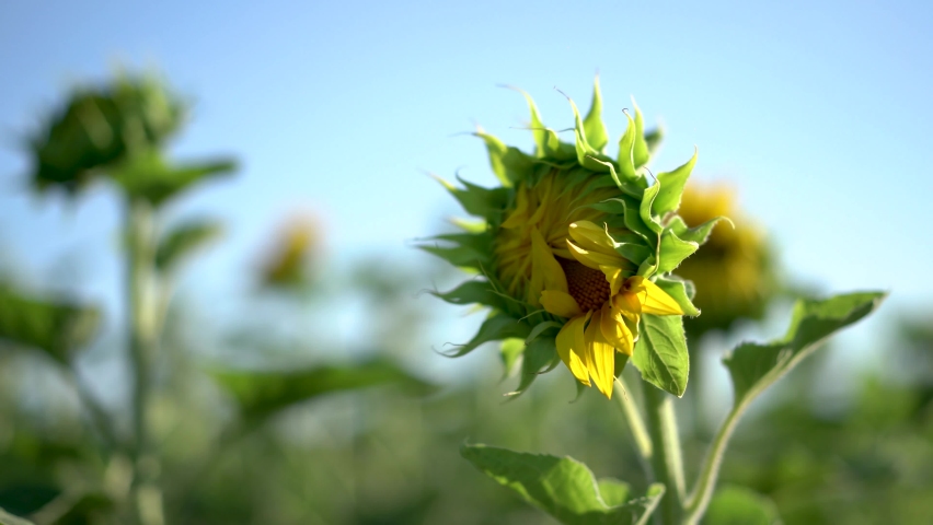 a field of young little sunflowers at sunrise
