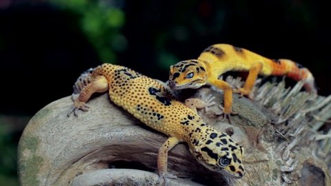 The common leopard gecko is a ground-dwelling lizard native to the rocky dry grassland and desert regions of Afghanistan, Iran, Pakistan, India, and Nepal.