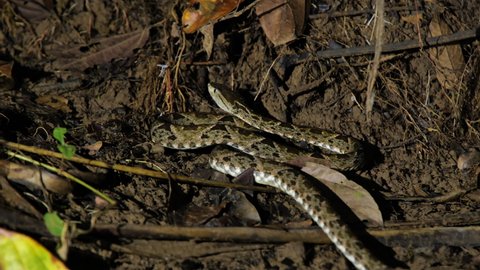 Deadly snake common lancehead terciopelo going into defense mode Costa Rica night time 
