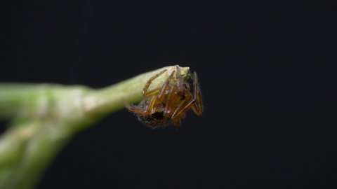 Close Up Of An Orb-weaver Spider Clinging At The End Of A Green Stem Against Black Background.
