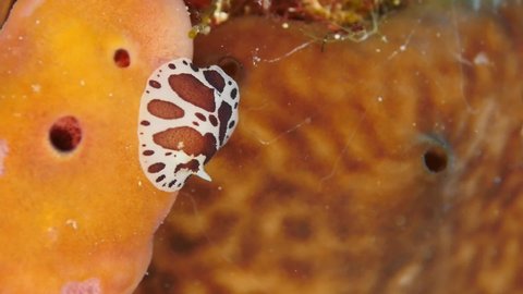  black and white nudibranch discodoris atromaculata together ocean scenery behaviour nudybranch mediterranean