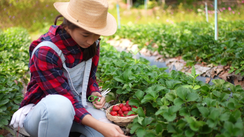 Asian woman farmer working organic strawberry farm with happiness. Happy female farm worker prepare to harvest ripe strawberry in the garden. Agriculture product industry and small business concept
