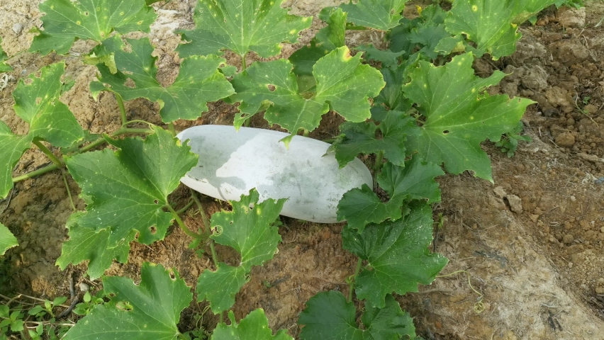 Benincasa hispida vegetable plant crawling on the ground Royalty-Free Stock Footage #1077576152