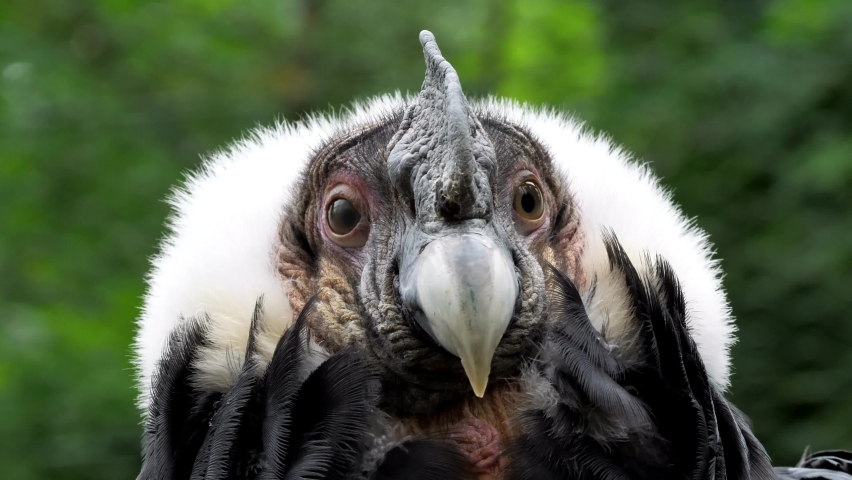 portrait of an andean condor, vultur gryphus, several scenes, 50 fps Royalty-Free Stock Footage #1077576848