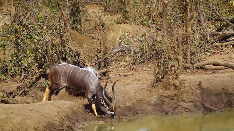 Nyala couple drinking in waterhole in Kruger National park, South Africa ; Specie Tragelaphus angasii family of Bovidae