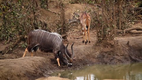 Nyala couple drinking in waterhole in Kruger National park, South Africa ; Specie Tragelaphus angasii family of Bovidae
