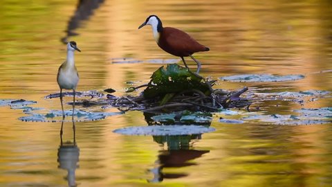 African jacana adult and juvenile eating standing on nenuphar in middle of water in Kruger National park, South Africa ; Specie Actophilornis africanus family of Jacanidae