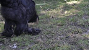 Black 3 months old young Brahma chicken walking and picking on the grass, video made 15 august 2021