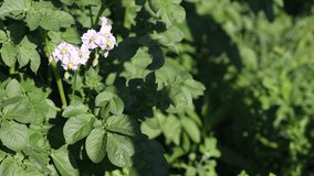 Blooming with light purple flowers of the potato crop. Ripening of potatoes in the sun. Green tops of potatoes in the farm fields.