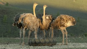 Ostriches feeding on an ostrich farm, Karoo region, Western Cape, South Africa