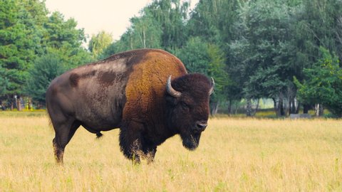 Wild Bison in the meadow, Portrait of American bison, Protection of Nature Concept. Bisons in their natural environment. Animal in the wild, Wildlife in Nature Reserve, Telephoto lens close up 4k