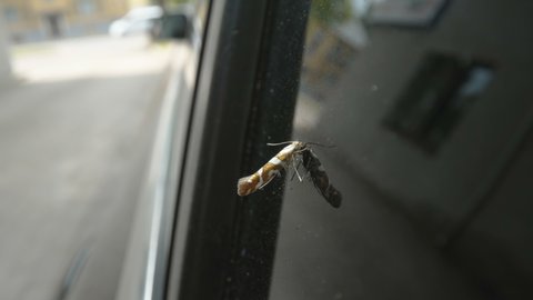 A bronze alder moth on the glass window of the car parked outside in Estonia