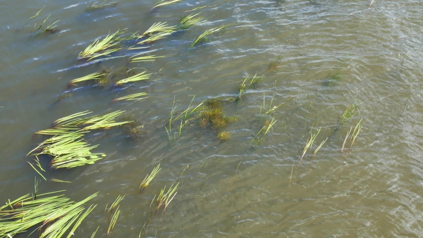 A river with green water plants  flows in waves, close up. Water stream
