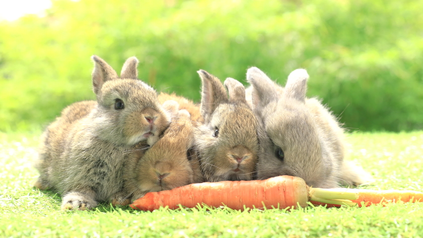 Group of healthy lovely baby bunny easter rabbits eating food, carrot, grass on nature background. Cute fluffy rabbits sniffing, looking around, nature life. Symbol of easter day. Royalty-Free Stock Footage #1077585566