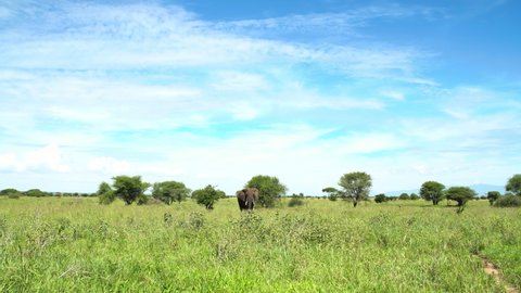 4K slow-motion footage of African elephant with white tusks flapping his ears. Animals in the wild concept.