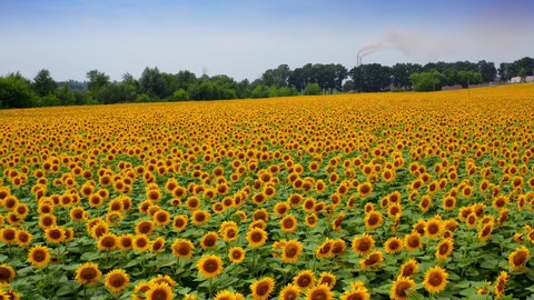 Amazing sunflower field in the countryside. Blooming agriculture plants in summer day. Beautiful sunflowers in farmland.