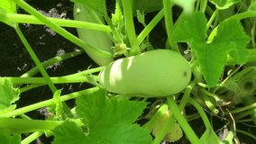 A young zucchini growing in a garden bed. For video presentation, advertising, background. 