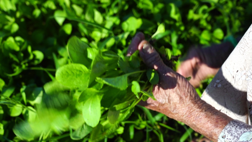 Close up hands of an old Vietnamese woman working in a garden in a vegetarian village near Hoi An, Vietnam