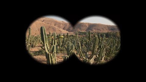 View through binoculars on Cactus field  cacti forest. wild west Desert Golan heights Israel. Kubo. Green prickly cactus Gymnocalycium or Golden Echinopsis calochlora cactus closeup. cowboys in saguar