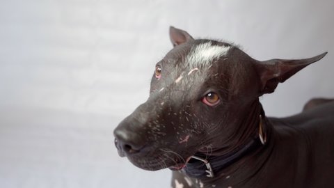 a domestic dog in close-up on a white background looks at the camera and away. purebred xoloitzcuintli, companion dog, naked mexican breed, luxury smart pet, guide dog, obedience training