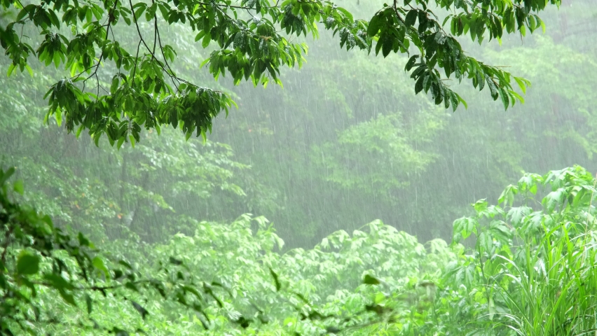In the forest on a rainy day Rain, Japanese forest Royalty-Free Stock Footage #1077595961