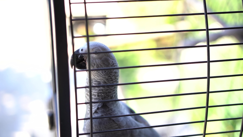 Parrot walks around the cage and snaps its beak on the cage bars
