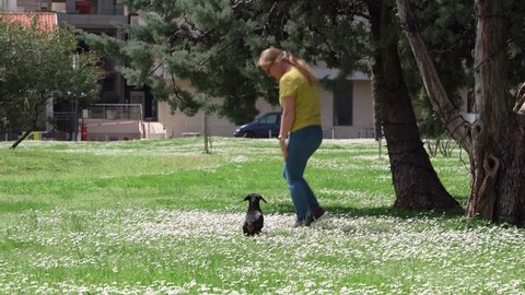Happy lady with sunglasses runs with playful dachshund dog on picturesque lawn of blooming chamomiles in park ON spring day