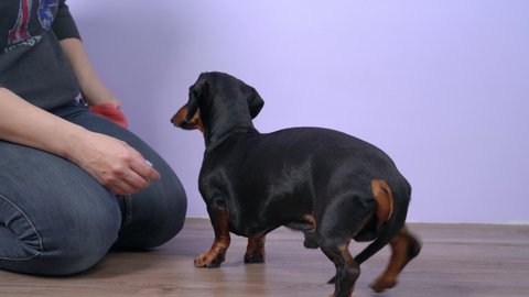 Skilled trainer gives Spin command to playful small dachshund puppy showing treat on wooden floor near color wall in room closeup