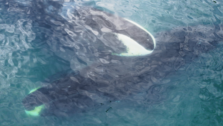 Bowhead whale family swimming together in calm blue ocean water, Aerial view of a pod of bowhead whale spouting. Whale watching of migrate Baleen whales in Shantar islands near forest.  | Shutterstock HD Video #1077601022