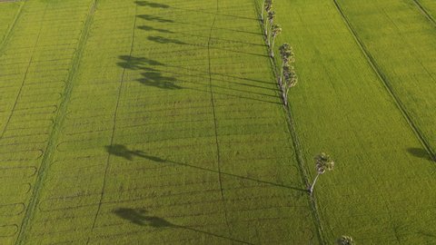 beautiful rice plants in rice field. aerial view drone top view. evening time.