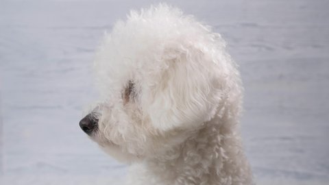 Portrait of a dog breed Bichon Frize. Close-up.