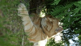 Red cat resting lying in the garden in summer. Cat plays outside. In the sun. Vertical video - Powered by Shutterstock - Get 15% off with code: PIKWIZARD15