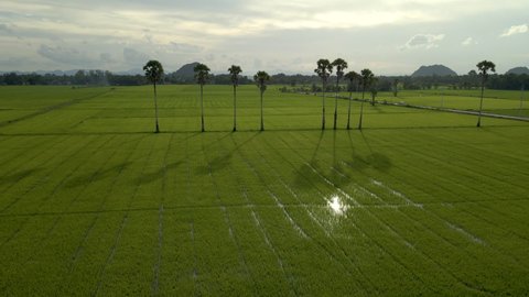 beautiful rice plants in rice field and palm trees. aerial view drone top view. evening time.