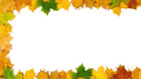 Frame of colorful autumn maple leaves closeup on white background - Powered by Shutterstock - Get 15% off with code: PIKWIZARD15