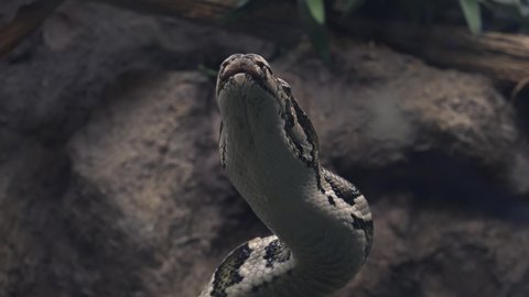 Piton regal.The ball python (Python regius), also called the royal python, is a python species native to West and Central Africa, where it lives in grasslands, shrublands and open forests