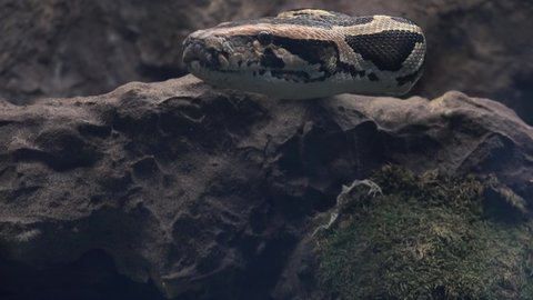 Piton regal.The ball python (Python regius), also called the royal python, is a python species native to West and Central Africa, where it lives in grasslands, shrublands and open forests