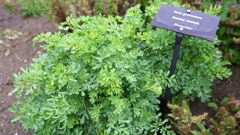 Common rue or herb of grace (Ruta graveolens) herbal plant in the garden. Medicinal herb.