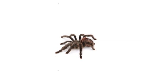 a large black spider slowly walks over a white background, studio shot, 50 fps