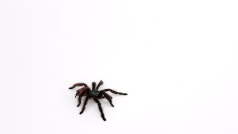 a spider runs fast over a white background, studio shot, 50 fps 