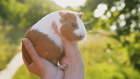 Closeup view 4k stock video portrait of cute fluffy domestic animal (home pet) in hands of owner isolated on sunny magic backlight of sunset sun and green summer nature green bokeh background