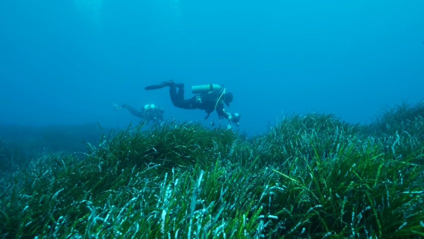 Two scubadiver swims above dense thickets of green marine grass Posidonia in blue water. The green seagrass Mediterranean Tapeweed or Neptune Grass (Posidonia). 4K - 60 fps. Mediterranean Sea, Cyprus Royalty-Free Stock Footage #1077619250