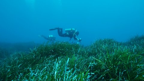 Two scubadiver swims above dense thickets of green marine grass Posidonia in blue water. The green seagrass Mediterranean Tapeweed or Neptune Grass (Posidonia). 4K - 60 fps. Mediterranean Sea, Cyprus
