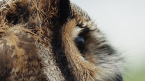 Macro close up of great horned owl eye blinking slow motion