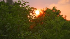 4k stock video footage of scenic sunset time in summer forest. Blurry orange sun circle in clear blue sky, dark silhouettes of many green trees and shrubs in foreground