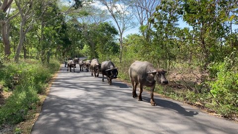 Herd Of Buffalo in Lombok Island, Indonesia
