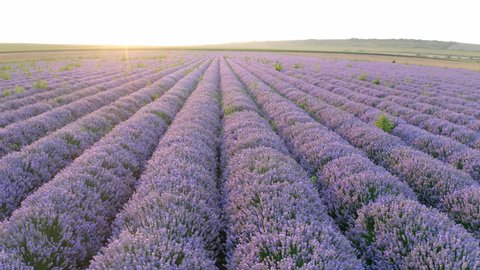 Aerial drone view of a caucasian woman farmer with straw hat in a lavender field. Lavender Oil Production. Field with lavender rows. Aromatherapy. Relax. 4k