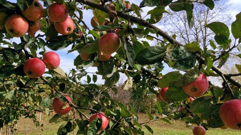 Close up motion of beautiful tasty juicy red apples on branches of apple tree. Delicious fruits growing under sun in green garden, ready for harvesting. Concept of ecology, gardening, seasonal fruits.