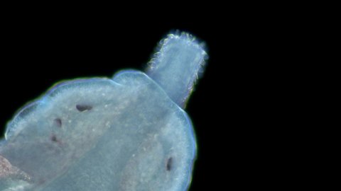 Worm Nemertea Prostoma sp. under the microscope, of the Tetrastemmatidae family. Freshwater species, predator. It can be seen how it works and turns inside out proboscis