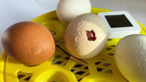 Birth of a yellow little chick out of its egg