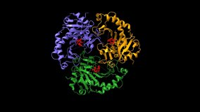 Deacetoxycephalosporin C synthase complexed with Penicillin G (red), animated 3D cartoon and Gaussian surface models, chain instance color scheme, based on PDB 1uof, black background
